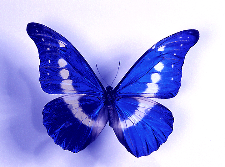 Morpho Helena
